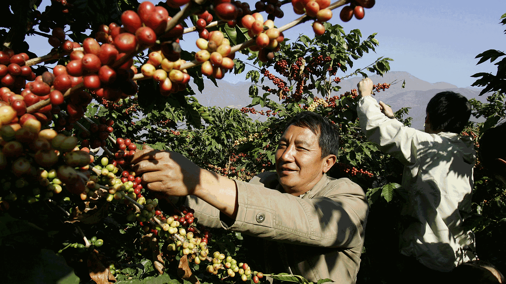Chinesischer Bauer bei der Kaffeeernte.