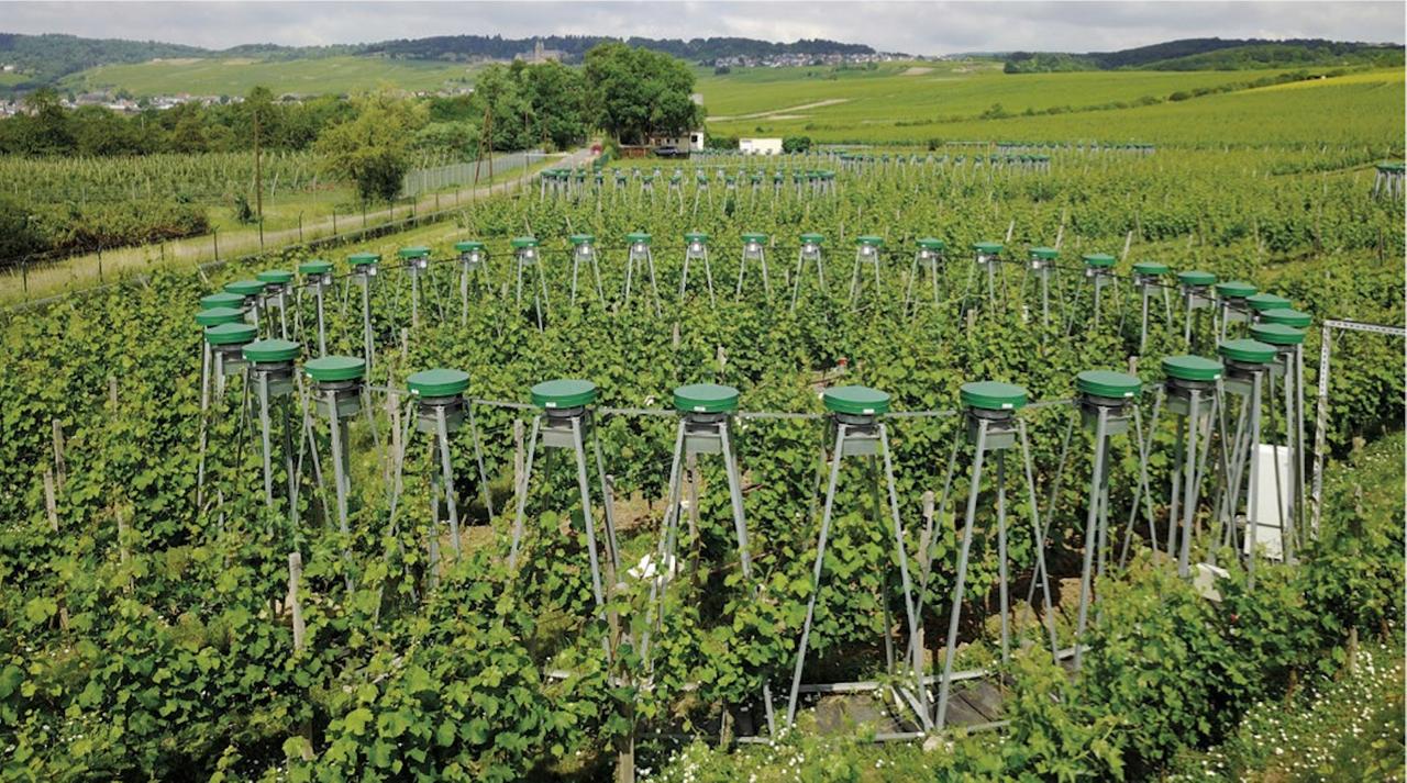 In einem Weinberg sind kreisförmig CO2-Düsen aufgestellt. In einem Weinberg sind kreisförmig CO2-Düsen aufgestellt.