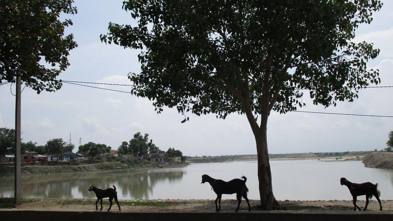 Ziegen auf der Straße im 7000-Einwohner-Dorf Soda im indischen Bundesstaat Rajasthan Ziegen auf der Straße im 7000-Einwohner-Dorf Soda im indischen Bundesstaat Rajasthan