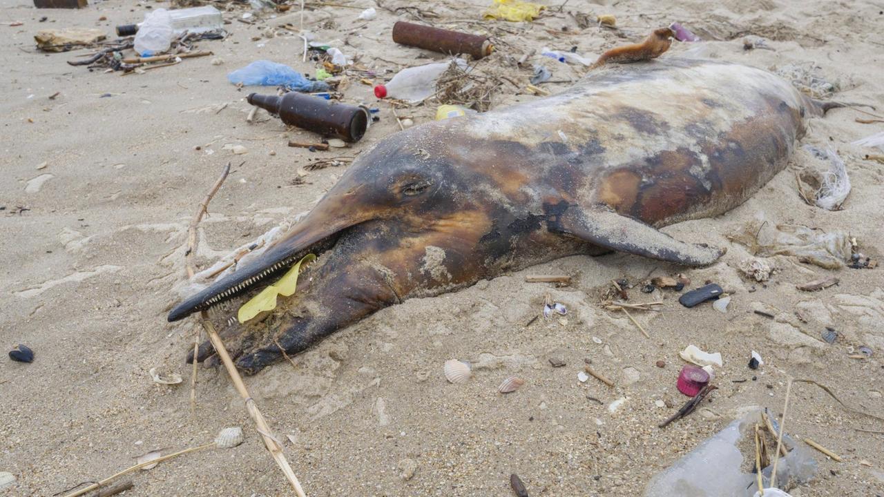 Ein toter Delfin am Sandstrand von Odessa in der Ukraine, umgeben von Plastikmüll.