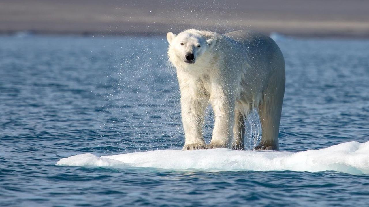 Ein Eisbär sitzt auf einer kleinen Eisscholle Ein Eisbär sitzt auf einer kleinen Eisscholle