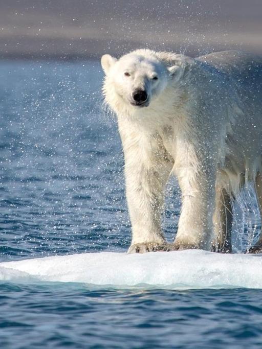 Ein Eisbär sitzt auf einer kleinen Eisscholle