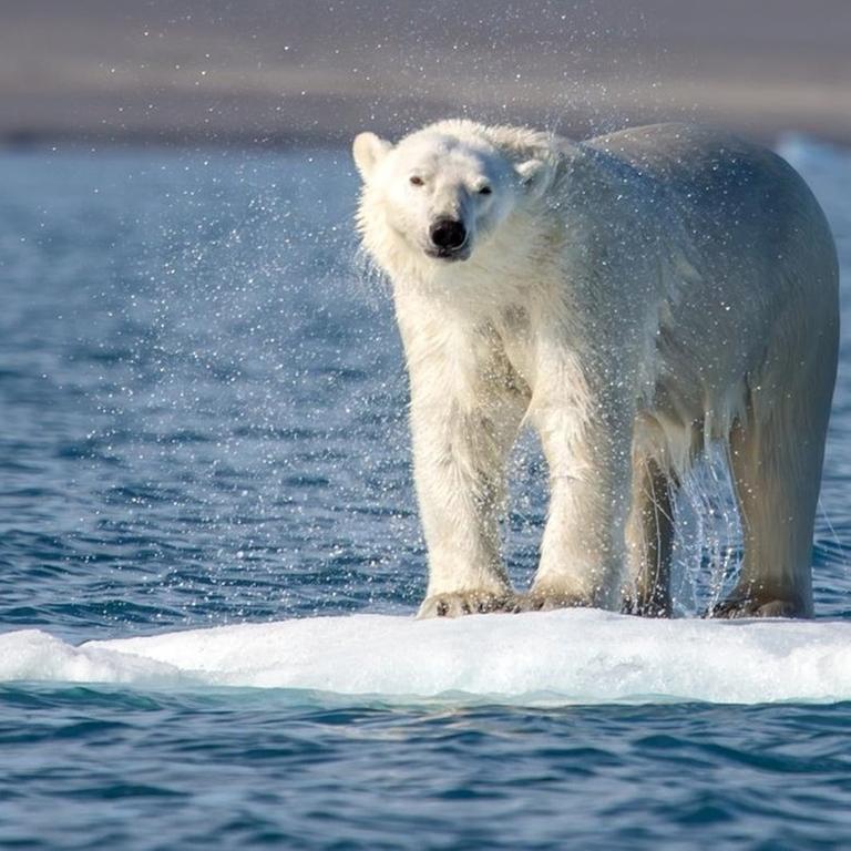 Ein Eisbär sitzt auf einer kleinen Eisscholle