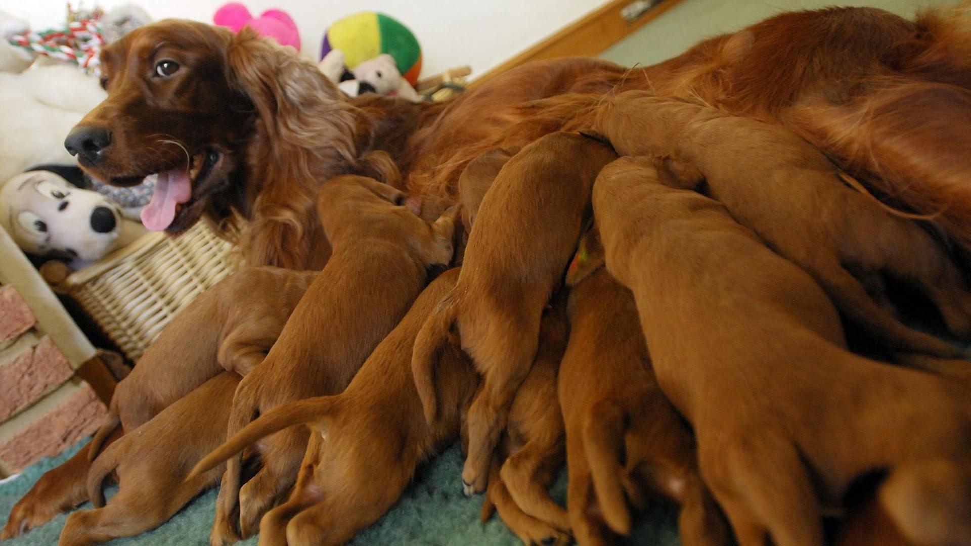 Die Hündin Kelly (2 Jahre), ein Irischer Setter, säugt am 1. Februar im englischen Terrington St Clement ihren umfangreichen Nachwuchs. Am 15. Januar 2008 hatte die Hundemutter nach zehn Stunden Geburt 16 Welpen zur Welt gebracht. Die Hündin Kelly (2 Jahre), ein Irischer Setter, säugt am 1. Februar im englischen Terrington St Clement ihren umfangreichen Nachwuchs. Am 15. Januar 2008 hatte die Hundemutter nach zehn Stunden Geburt 16 Welpen zur Welt gebracht.