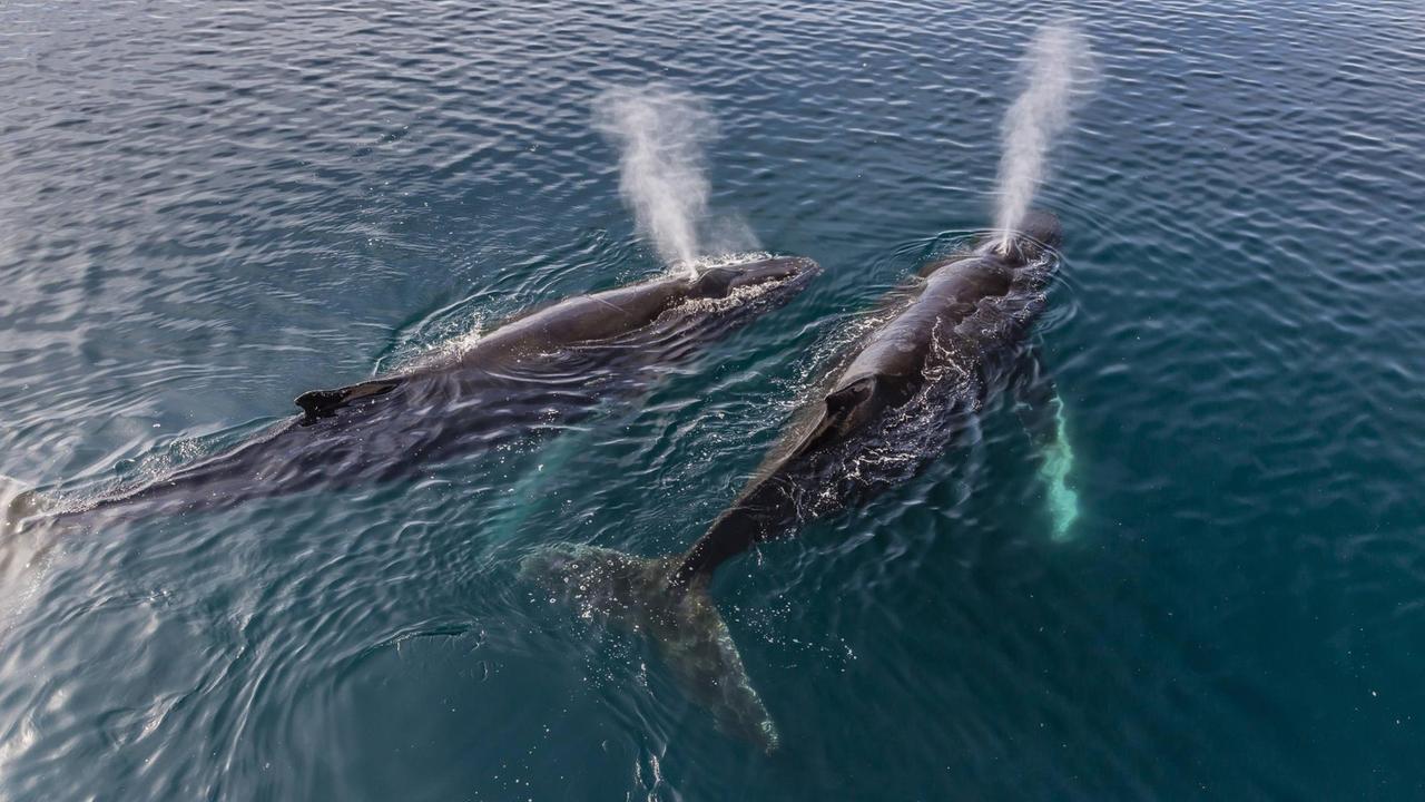 Ein Paar ausgewachsener Buckelwale schwimmt in der Antarktis. Ein Paar ausgewachsener Buckelwale schwimmt in der Antarktis.