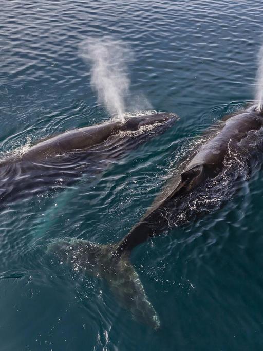 Ein Paar ausgewachsener Buckelwale schwimmt in der Antarktis.