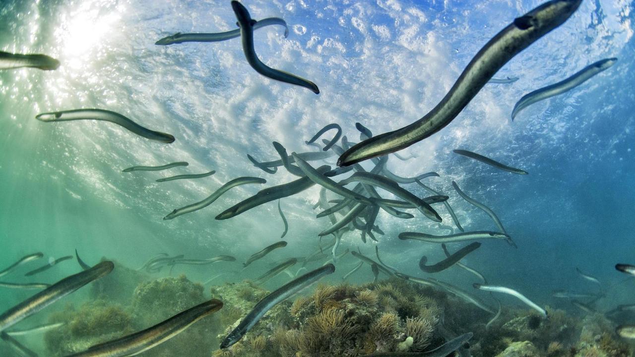 Europäische Aale (Anguilla anguilla) im Wasser. Europäische Aale (Anguilla anguilla) im Wasser.