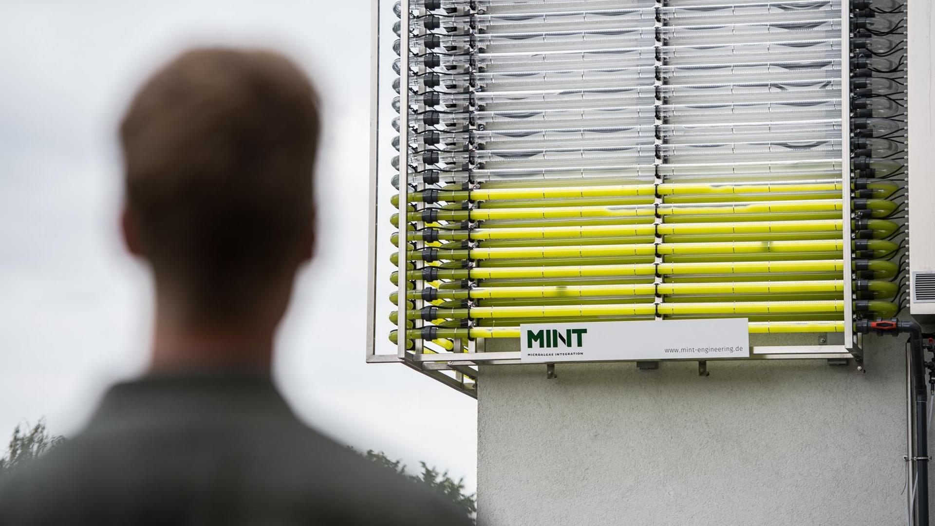Eine Hausfassade mit Rohren, in denen die Chlorella Algen leben Eine Hausfassade mit Rohren, in denen die Chlorella Algen leben