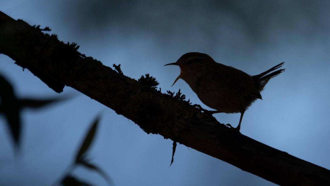 Silhouette eines singenden Zaunkoenigs auf einem Ast Silhouette eines singenden Zaunkoenigs auf einem Ast