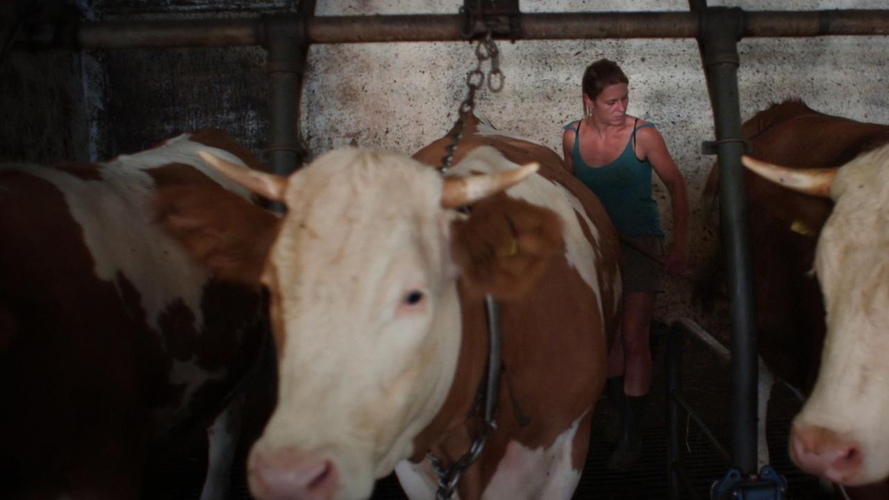 Im Stall steht eine Frau und zwei Kühe Im Stall steht eine Frau und zwei Kühe