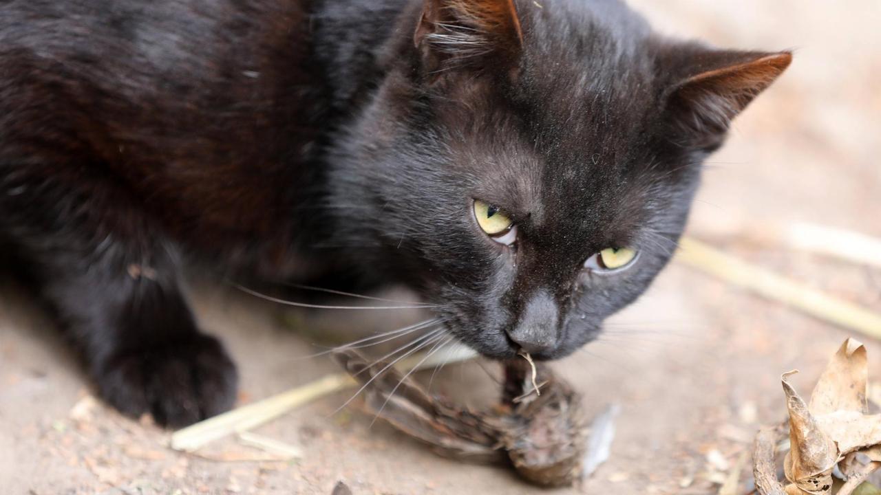 10.05.2021 , Ostramondra, Hauskatze (Felius Catus) frisst einen Haussperling, Spatz 10.05.2021 , Ostramondra, Hauskatze (Felius Catus) frisst einen Haussperling, Spatz