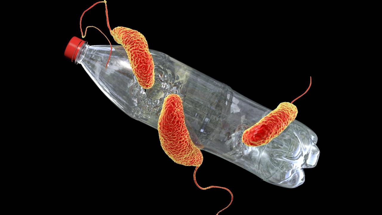 Computer-Illustration: Ideonella sakaiensis-Bakterien "fressen" eine Plastikflasche. 2016 berichteten Forscher über den Fund der Bakterienart in einer Plastikrecyclinganlage in Japan. Die Bakterien sind angeblich in der lage, Polyethylen-Terephthalate (PET) mit Hilfe von Enzymen als Energiequelle zu nutzen. Computer-Illustration: Ideonella sakaiensis-Bakterien "fressen" eine Plastikflasche. 2016 berichteten Forscher über den Fund der Bakterienart in einer Plastikrecyclinganlage in Japan. Die Bakterien sind angeblich in der lage, Polyethylen-Terephthalate (PET) mit Hilfe von Enzymen als Energiequelle zu nutzen.