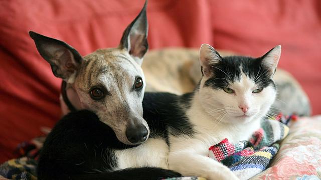 Whippet-Hund Jimmy und Katze Slim kuscheln auf dem Sofa
