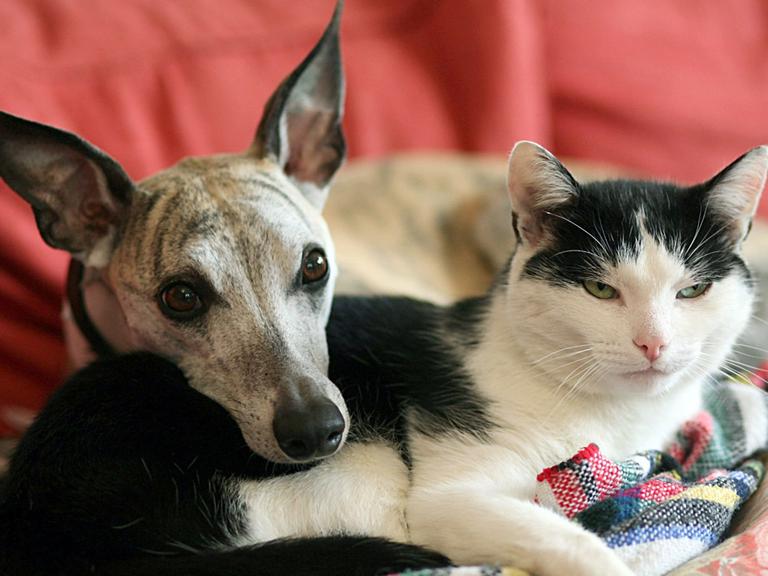Whippet-Hund Jimmy und Katze Slim kuscheln auf dem Sofa