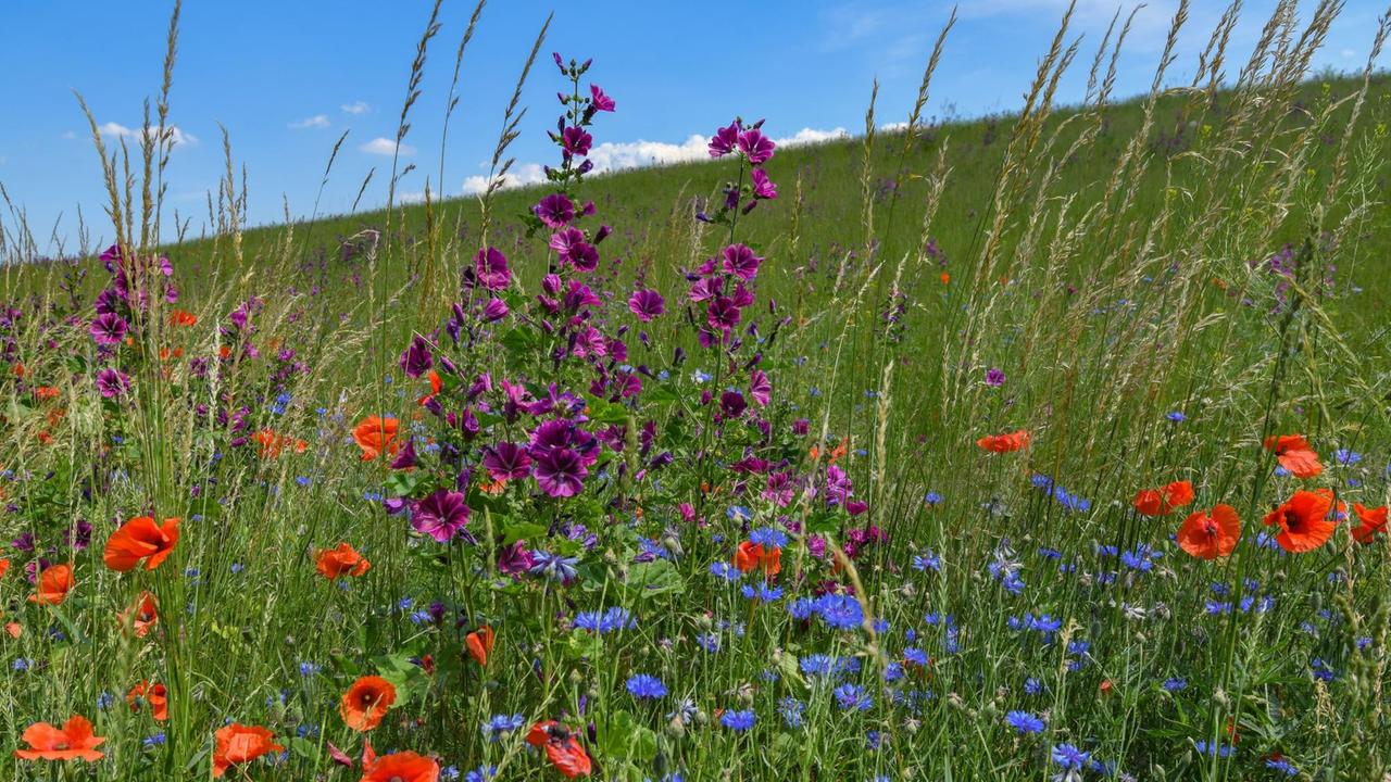 Unterschiedliche Wildblumen blühen auf einem Ackerrandstreifen in Lietzen im Landkreis Märkisch-Oderland in Ostbrandenburg, aufgenommen im Juni 2019 Unterschiedliche Wildblumen blühen auf einem Ackerrandstreifen in Lietzen im Landkreis Märkisch-Oderland in Ostbrandenburg, aufgenommen im Juni 2019