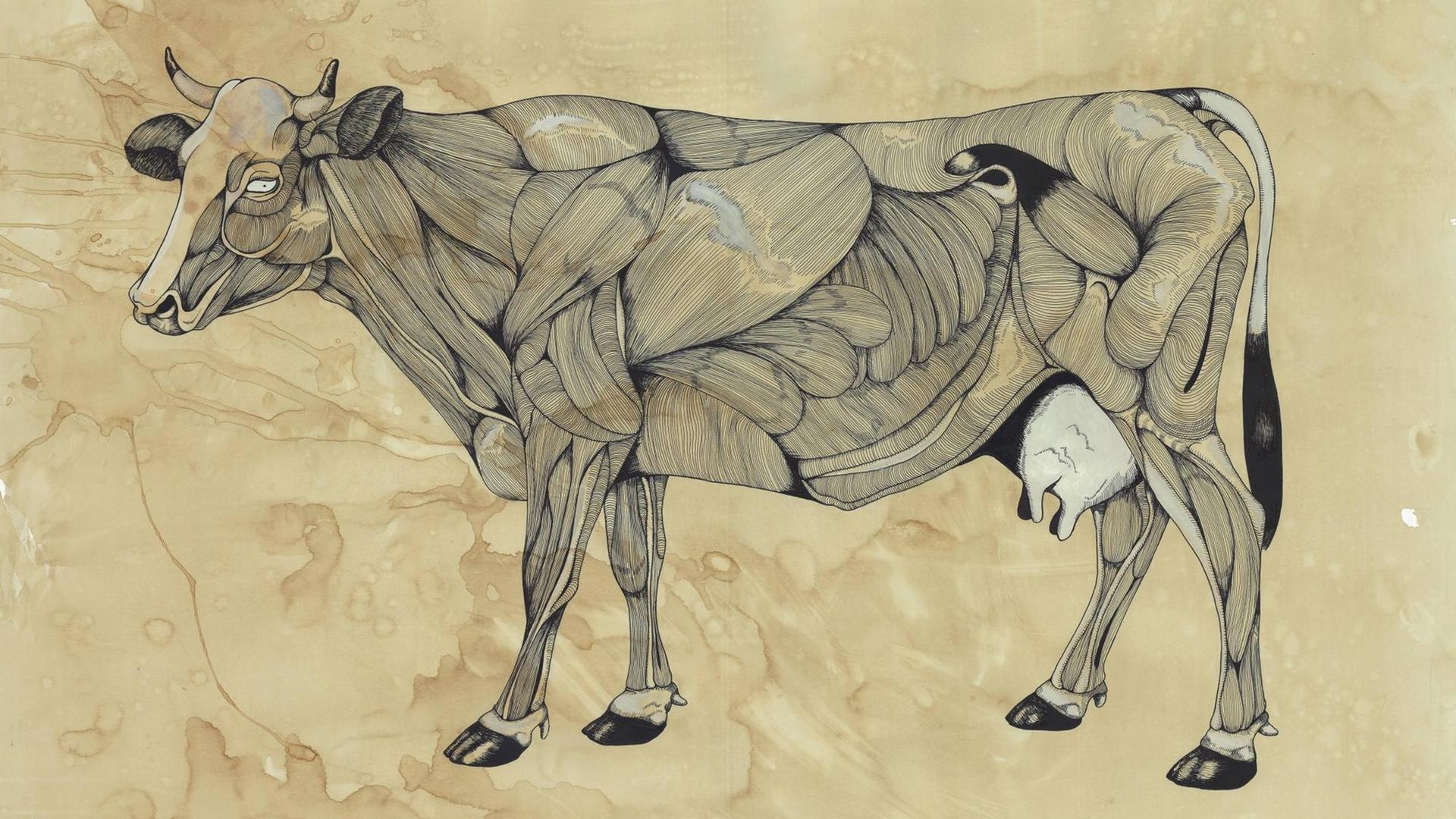 Eine Illustration zeigt in einer anatomischen Darstellung die Muskeln einer Kuh Eine Illustration zeigt in einer anatomischen Darstellung die Muskeln einer Kuh