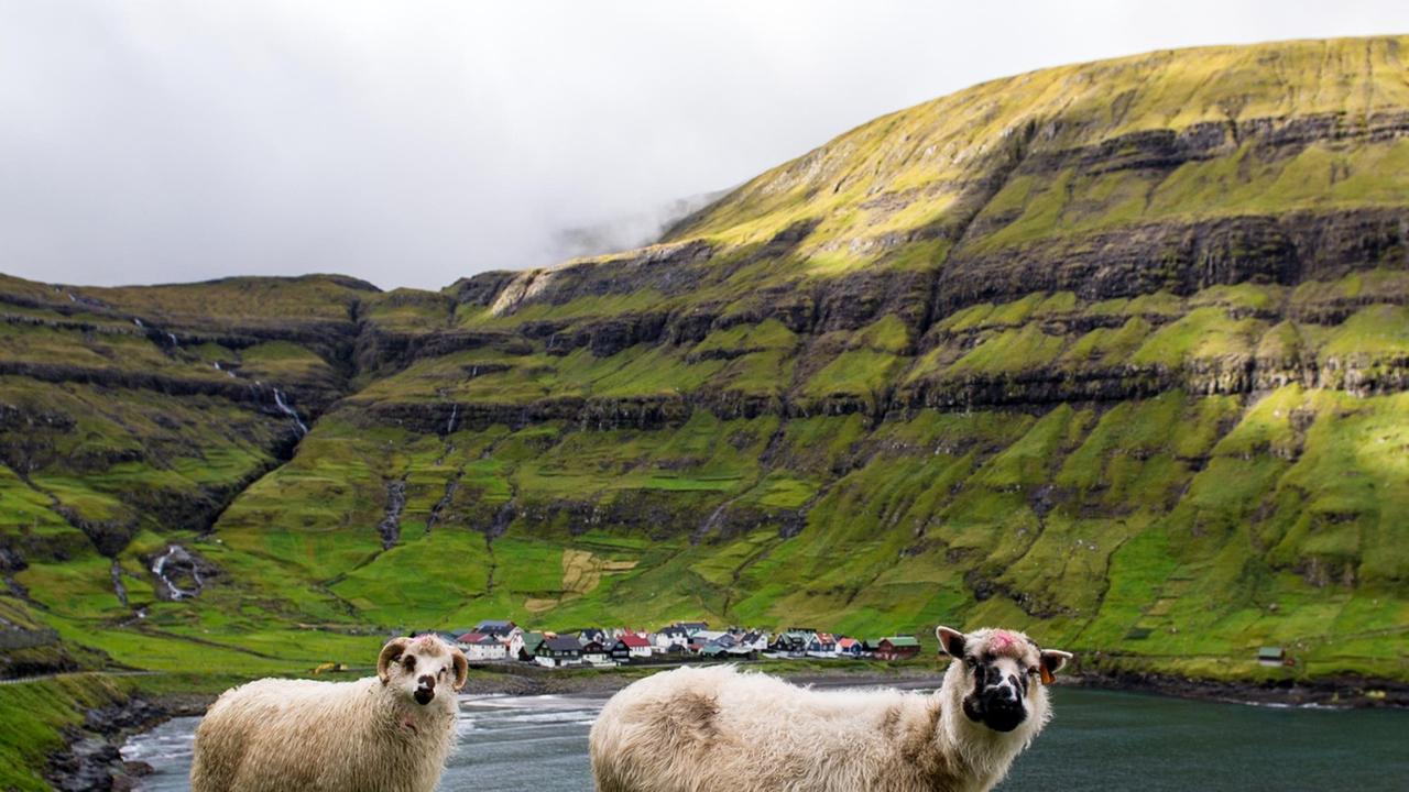 Färöer-Inseln: Schafe stehen in der Nähe der Gemeinde Tjornuvik an einem Hang. Die autonome, zu Dänemark gehörende Inselgruppe Färöer liegt im Nordatlantik zwischen Island, Schottland und Norwegen Färöer-Inseln: Schafe stehen in der Nähe der Gemeinde Tjornuvik an einem Hang. Die autonome, zu Dänemark gehörende Inselgruppe Färöer liegt im Nordatlantik zwischen Island, Schottland und Norwegen