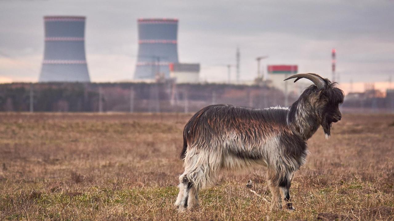 Das erste AKW in Belarus steht wenige Kilometer von der littauischen EU-Grenze entfernt. Im Vordergrund grast eine Ziege. Das erste AKW in Belarus steht wenige Kilometer von der littauischen EU-Grenze entfernt. Im Vordergrund grast eine Ziege.