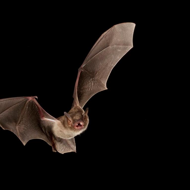 Cave myotis bat Myotis velifer flying shots taken with high speed flash San Saba County, Texas, USA. Controlled conditions. July PUBLICATIONxINxGERxSUIxAUTxONLY 1557519 JohnxAbbott