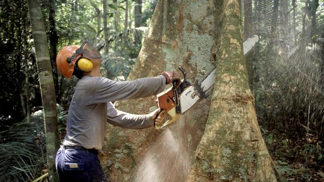 Um immer größere Agrarflächen zu schaffen, werden im Amazonas immer mehr Bäume gerodet.