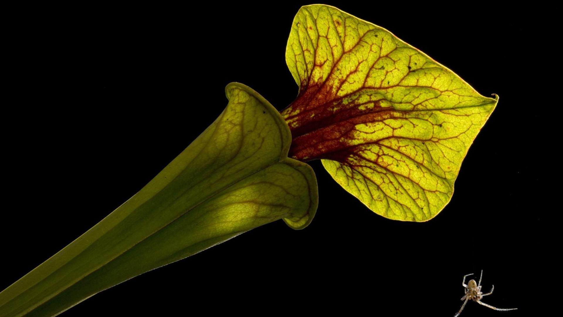 Grün-rote trichterförmige Pflanze, von deren Spitze sich eine Spinne abseilt Grün-rote trichterförmige Pflanze, von deren Spitze sich eine Spinne abseilt