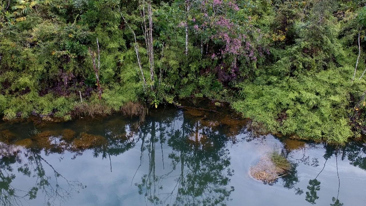 Dschungel in der Andagoya Region, Chocó, Kolumbien Dschungel in der Andagoya Region, Chocó, Kolumbien