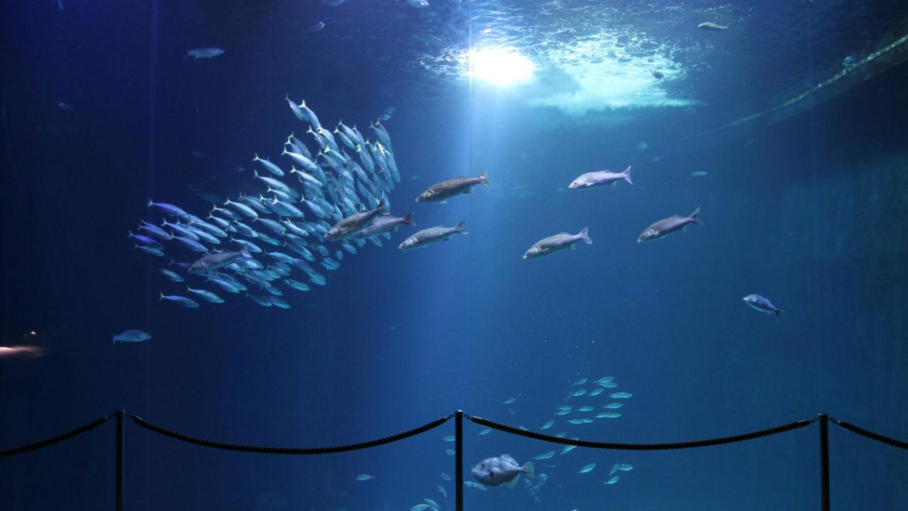 Blick auf das Schwarmfischbecken im Ozeaneum von Stralsund Blick auf das Schwarmfischbecken im Ozeaneum von Stralsund