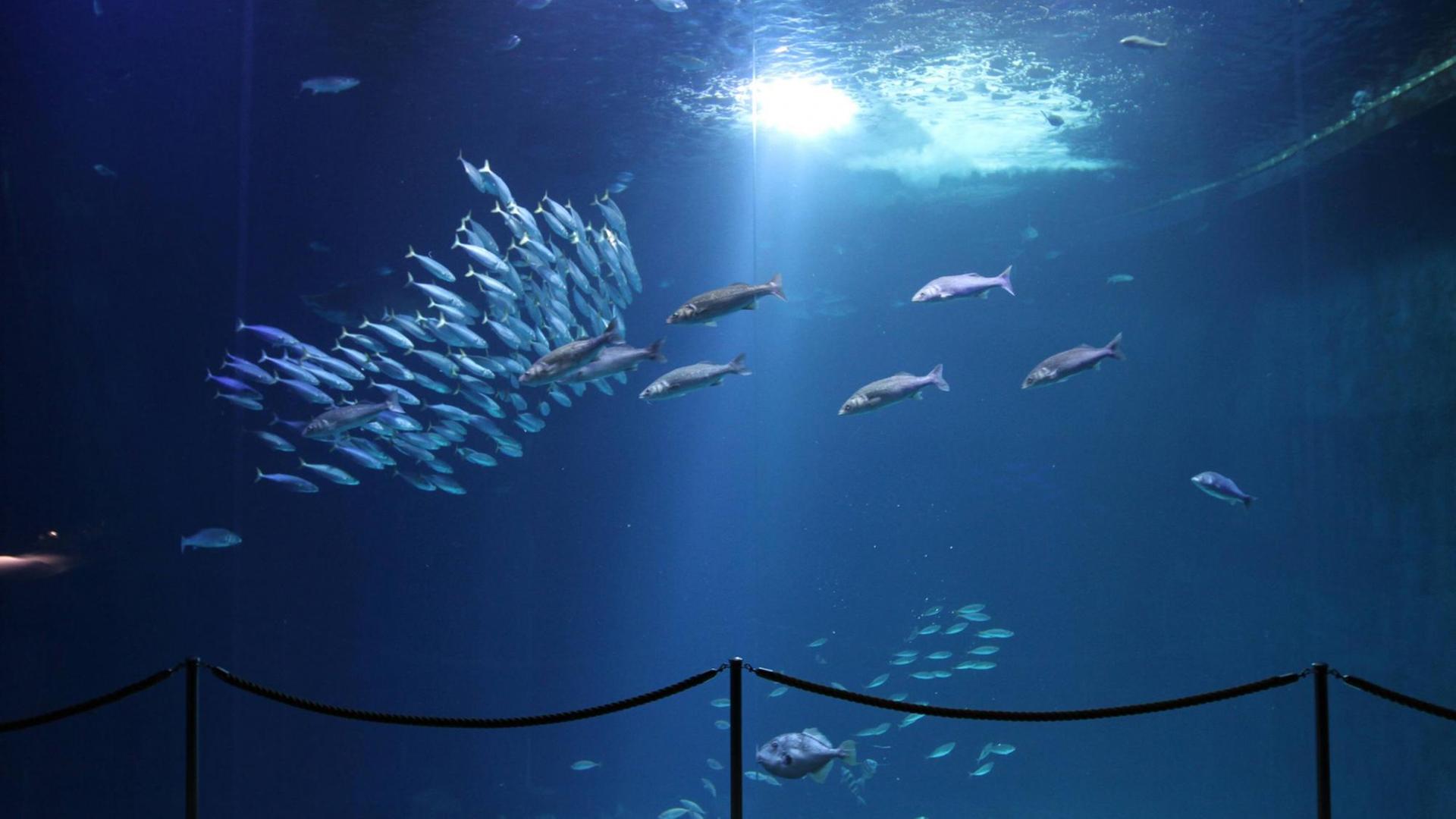 Blick auf das Schwarmfischbecken im Ozeaneum von Stralsund Blick auf das Schwarmfischbecken im Ozeaneum von Stralsund