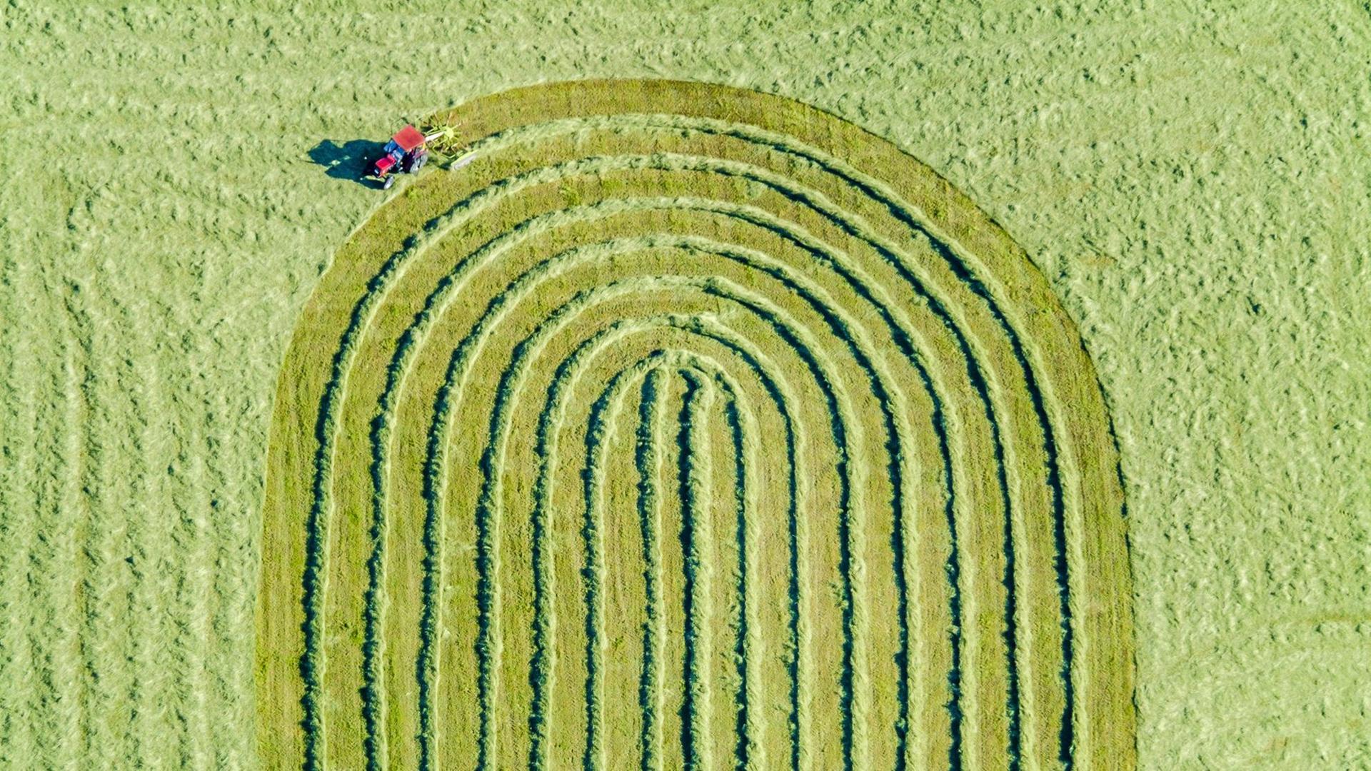 Luftbild von einem roten Traktor, der gerade auf einer gemähten Wiese das Gras zusammenrecht