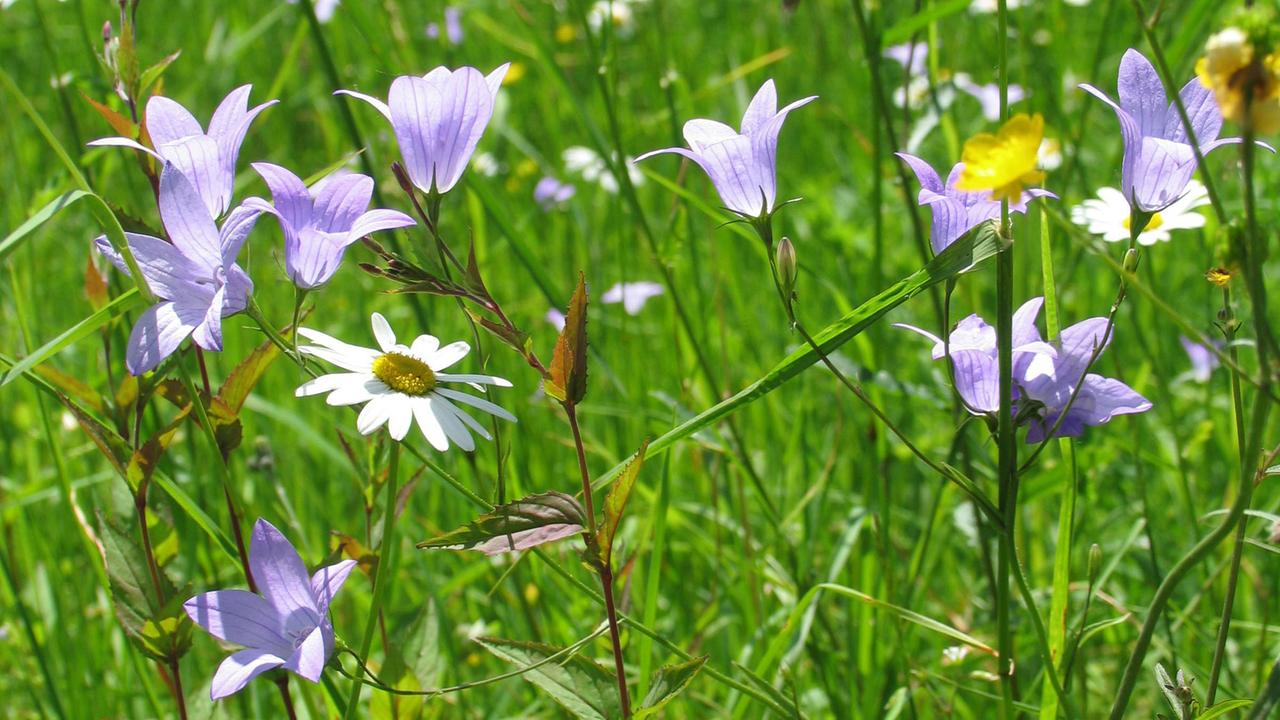 Die Glockenblume auf einer Wiese in Thüringen. Die Glockenblume auf einer Wiese in Thüringen.