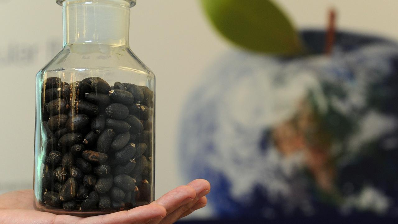 In einem Glas sind am 29.11.2010) vor Beginn einer Pressekonferenz in Berlin Jatropha-Bohnen zu sehen. Ein halbes Jahr lang wird ein Flugzeug die Strecke Hamburg - Frankfurt zum Teil mit dem Kerosinersatz fliegen. In einem Glas sind am 29.11.2010) vor Beginn einer Pressekonferenz in Berlin Jatropha-Bohnen zu sehen. Ein halbes Jahr lang wird ein Flugzeug die Strecke Hamburg - Frankfurt zum Teil mit dem Kerosinersatz fliegen.