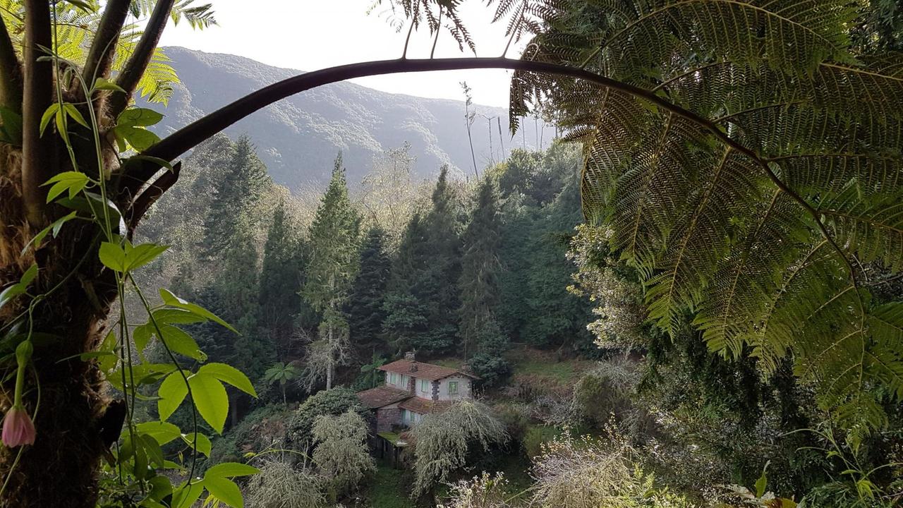 Lorbeerwälder auf Madeira Lorbeerwälder auf Madeira