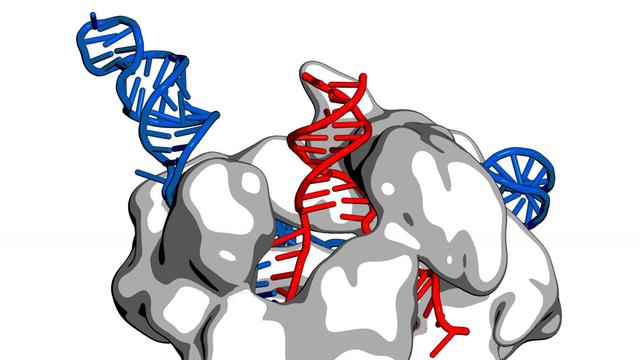 Ein "CRISPR/CAS" Komplex (weiß) benutzt eine 'Anleitung' aus RNA (blau) um DNA zu schneiden (rot).