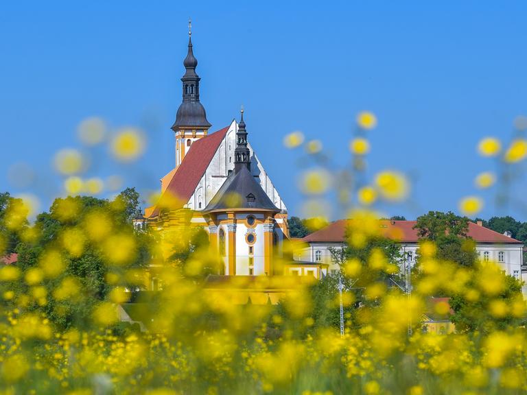 Blick über eine Feuchtwiese voller blühender Hahnenfuß-Blumen auf die Klosteranlage mit der katholischen Kirche vom Kloster in Neuzelle, aufgenommen im Mai 2018