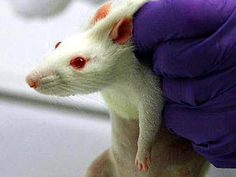 Eine weiße Laborratte wird in einem Labor in Freiburg vorbereitet für eine genetische Immunisierung, eine Impfung mit kleinen Goldkügelchen, an die Genmaterial angekoppelt ist. Eine weiße Laborratte wird in einem Labor in Freiburg vorbereitet für eine genetische Immunisierung, eine Impfung mit kleinen Goldkügelchen, an die Genmaterial angekoppelt ist.