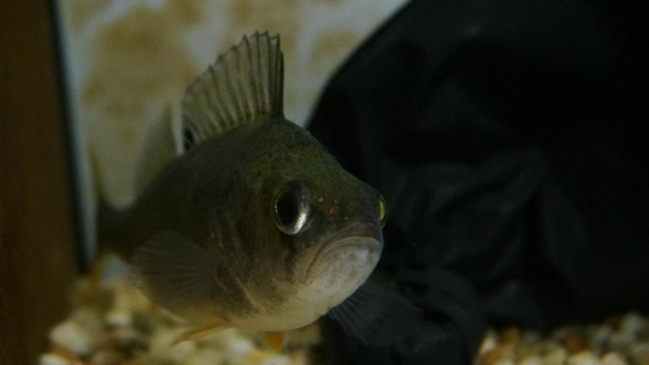 Ein Barsch im Aquarium: Draufgänger oder Angsthase? Ein Barsch im Aquarium: Draufgänger oder Angsthase?
