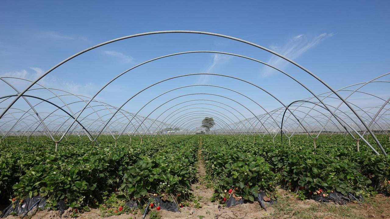 Ein riesieges grünes Feld mit Erdbeerpflanzen in langen nebeinanderliegenden Reihen. Darüber gewölbte Stahlkonstruktionen.