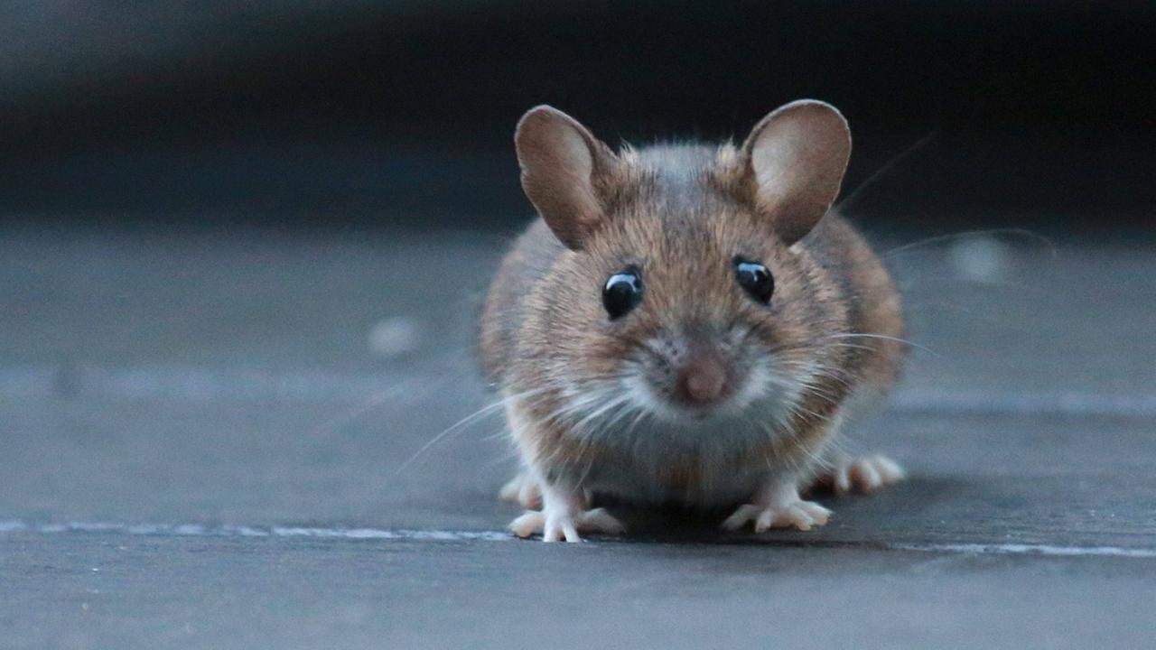 Ein Portrait von einer braun-grauen Maus. Ein Portrait von einer braun-grauen Maus.