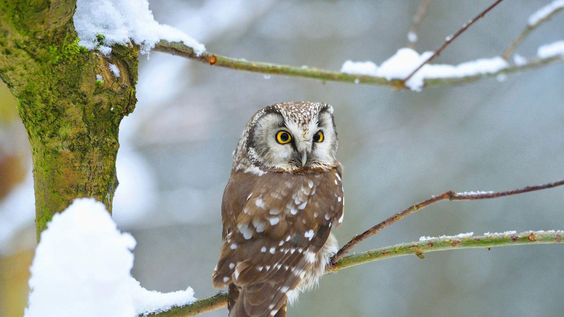 Ein Raufußkauz auf einem Ast im Winter in Deutschland. Ein Raufußkauz auf einem Ast im Winter in Deutschland.