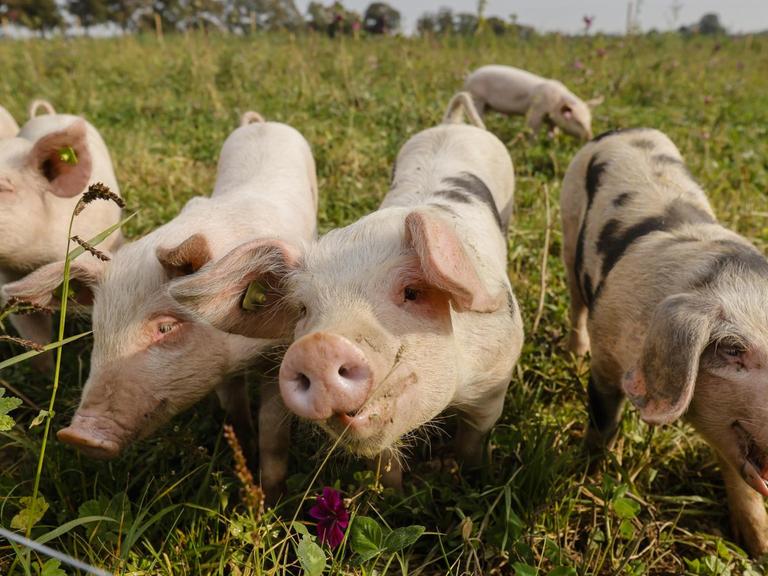 Ferkel auf einer Wiese