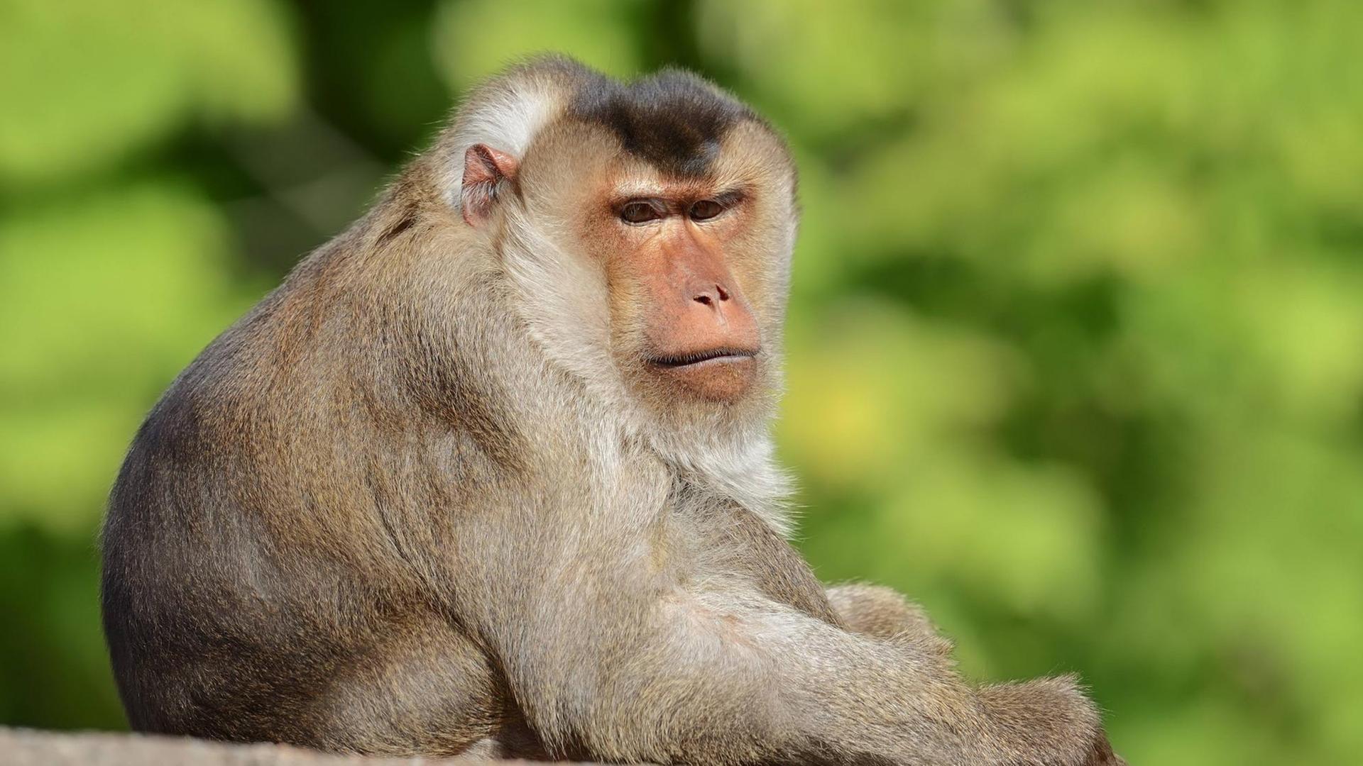 Südlicher Schweinsaffe (Macaca nemestrina), Männchen, Vorkommen auf der Malaiischen Halbinsel Südlicher Schweinsaffe (Macaca nemestrina), Männchen, Vorkommen auf der Malaiischen Halbinsel
