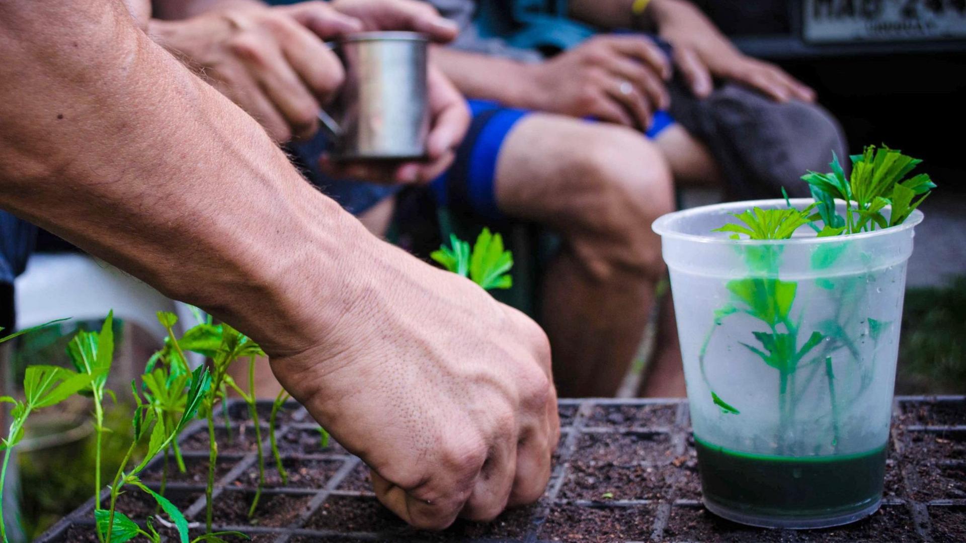 Ein kleines Beet mit Cannabis-Pflanzen in Uruguay Ein kleines Beet mit Cannabis-Pflanzen in Uruguay