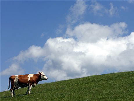 Eine Kuh steht auf einem Feld in der Nähe der kleinen Ortschaft Altenstadt. Eine Kuh steht auf einem Feld in der Nähe der kleinen Ortschaft Altenstadt.