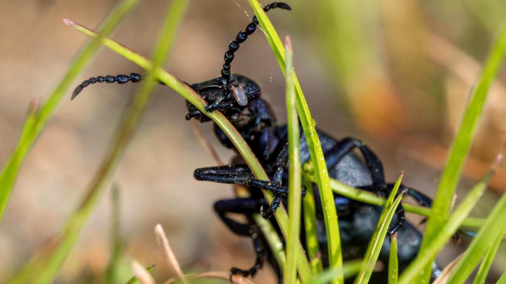 Ein schwarzer Käfer auf einem Grashalm.