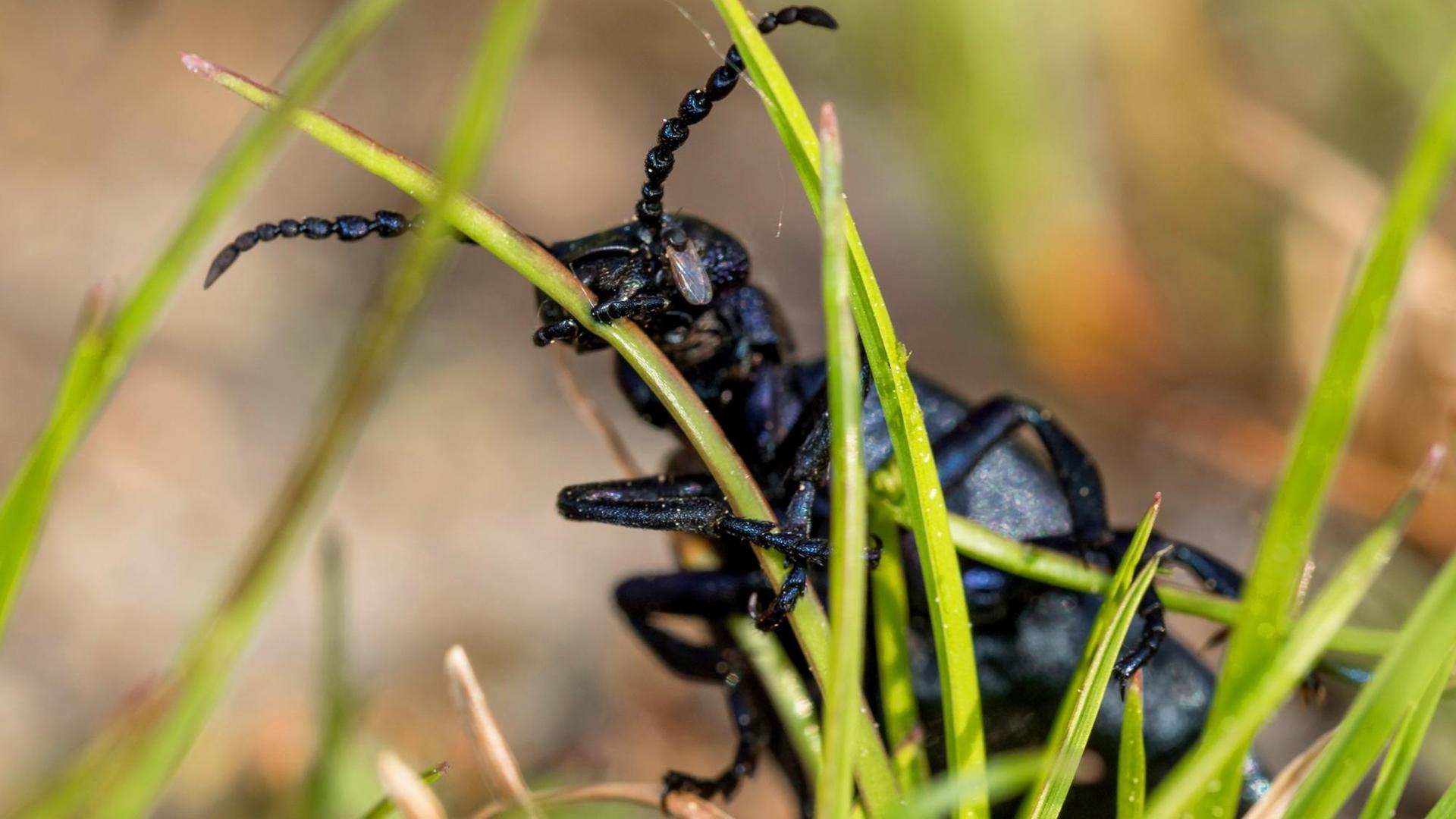Ein schwarzer Käfer auf einem Grashalm. Ein schwarzer Käfer auf einem Grashalm.