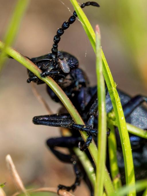 Ein schwarzer Käfer auf einem Grashalm.