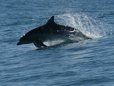 Delfin in New South Wales Australien