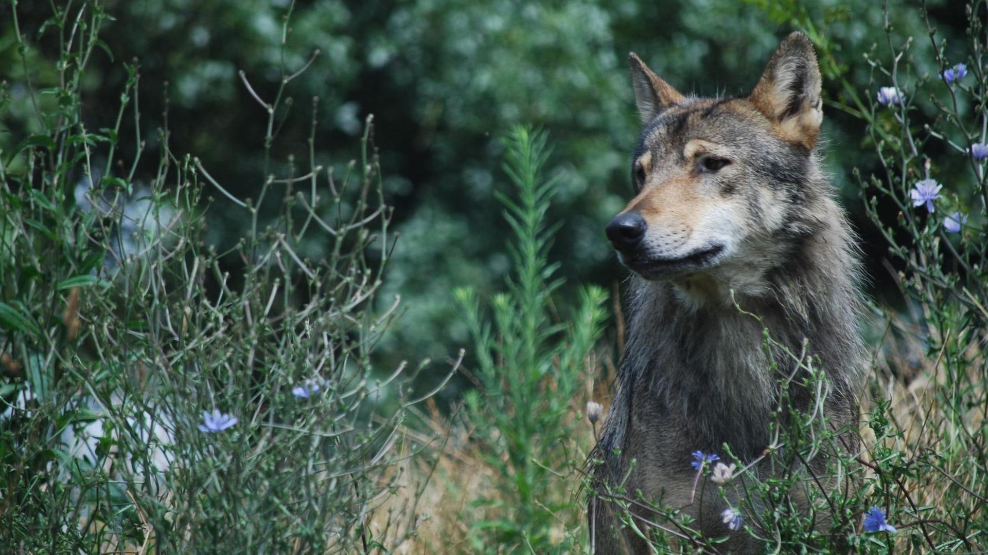 Ein Wolf sitzt in einer Wiese. Ein Wolf sitzt in einer Wiese.