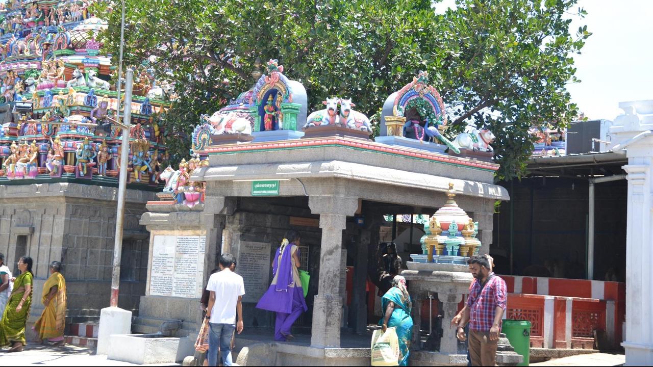 Der Wunschbaum im Kapaleeshvarar Tempel im indischen Chennai.