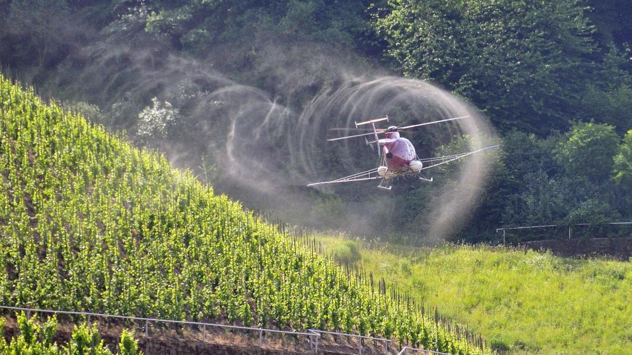 Weinstöcke im Weinbaugebiet Mosel werden vom Hubschrauber mit einem Pflanzenschutzmittel gegen Pilzbefall gespritzt. Weinstöcke im Weinbaugebiet Mosel werden vom Hubschrauber mit einem Pflanzenschutzmittel gegen Pilzbefall gespritzt.